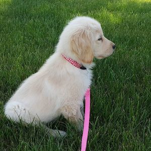 Meet your Posher, Grace